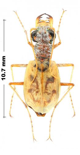 Réf. 244 818 : Ellipsoptera lepida